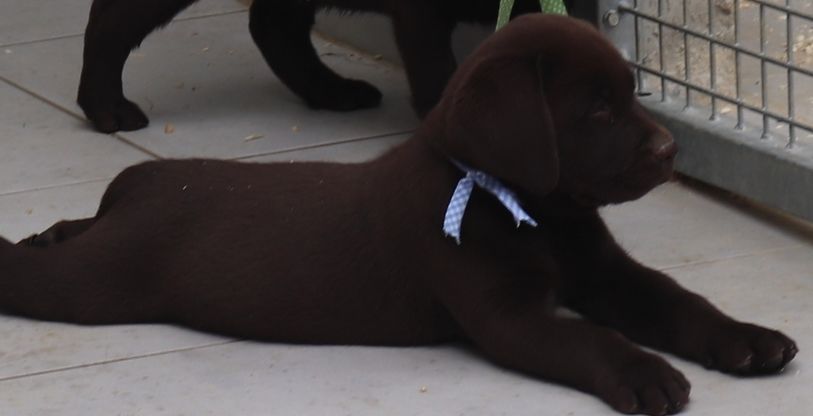 living links - Chiot disponible  - Labrador Retriever