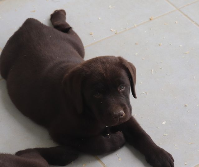 living links - Chiot disponible  - Labrador Retriever