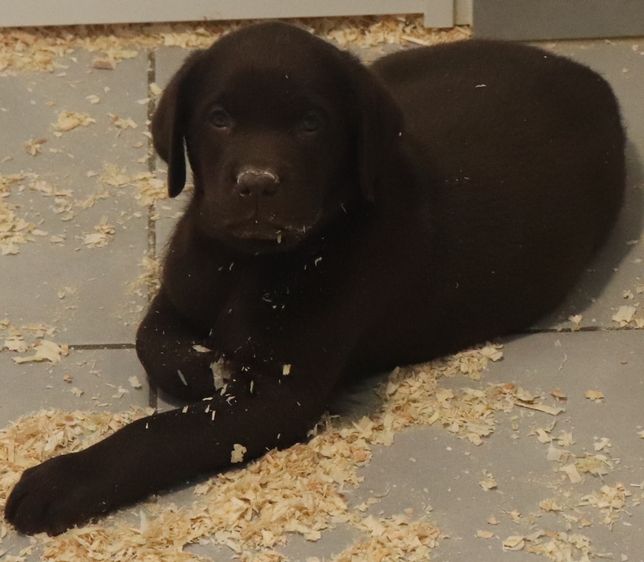 living links - Chiot disponible  - Labrador Retriever