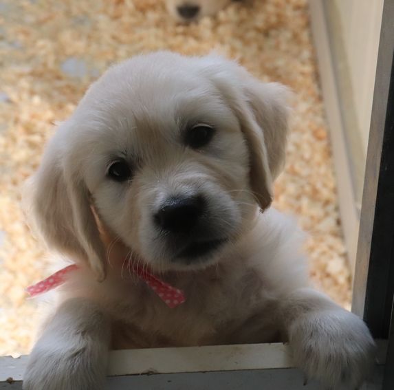 living links - Chiot disponible  - Golden Retriever