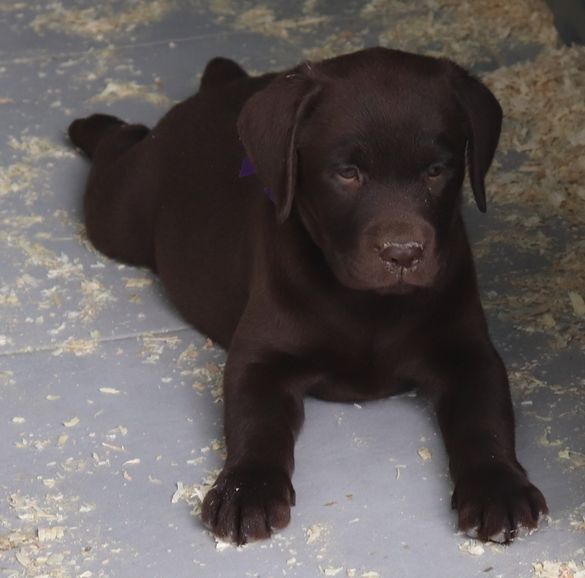 living links - Chiot disponible  - Labrador Retriever