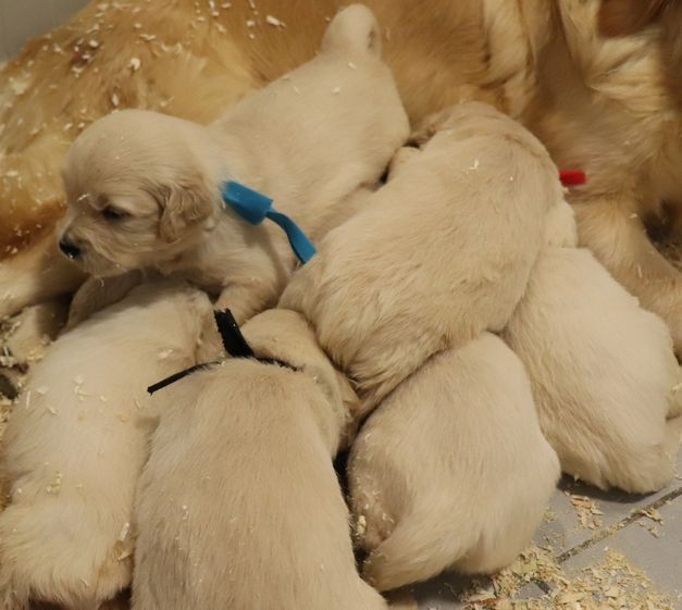 chiot Golden Retriever living links