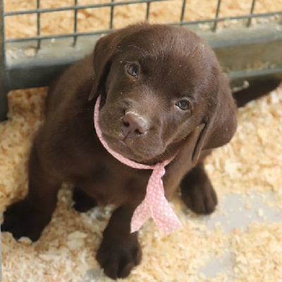 living links - Labrador Retriever - Portée née le 17/08/2024