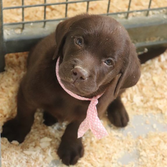 living links - Chiot disponible  - Labrador Retriever