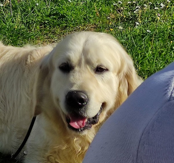 Soyouz De La Côte Des Hortensias