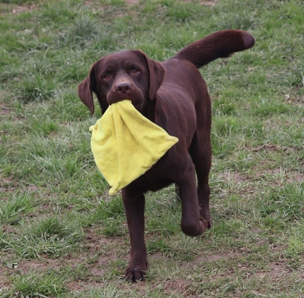 living links Tartine et Chocolat