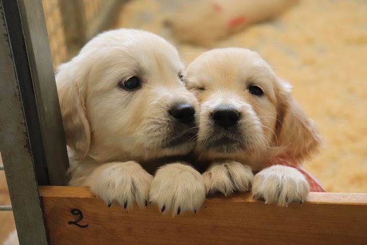 living links - Chiots disponibles - Golden Retriever