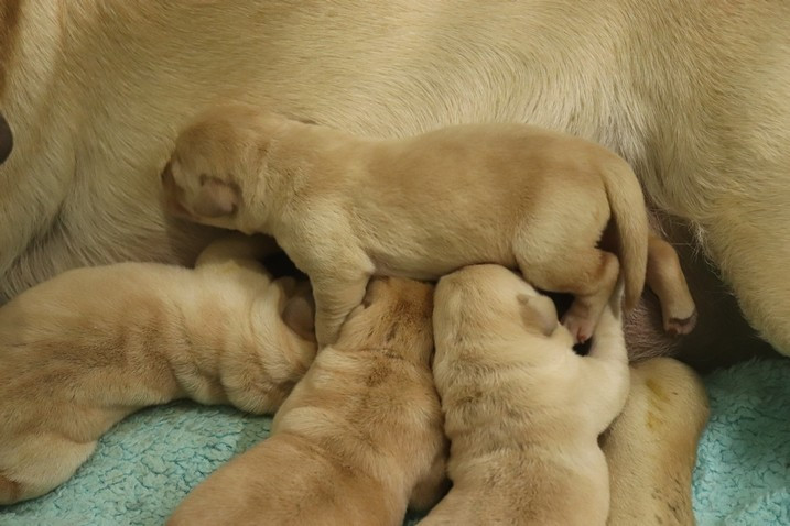 Chiot Labrador Retriever living links