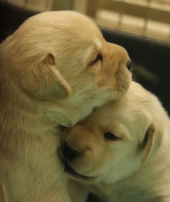 living links - Chiots disponibles - Labrador Retriever