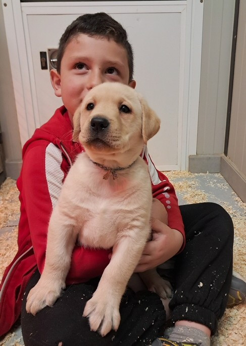 living links - Chiots disponibles - Labrador Retriever