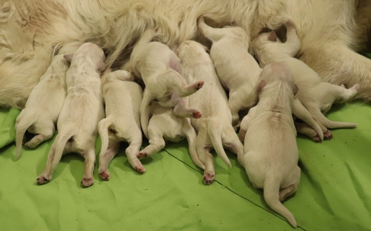 Chiot Golden Retriever living links