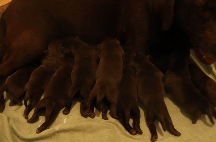 living links - Chiots disponibles - Labrador Retriever