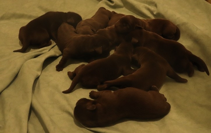 living links - Chiots disponibles - Labrador Retriever