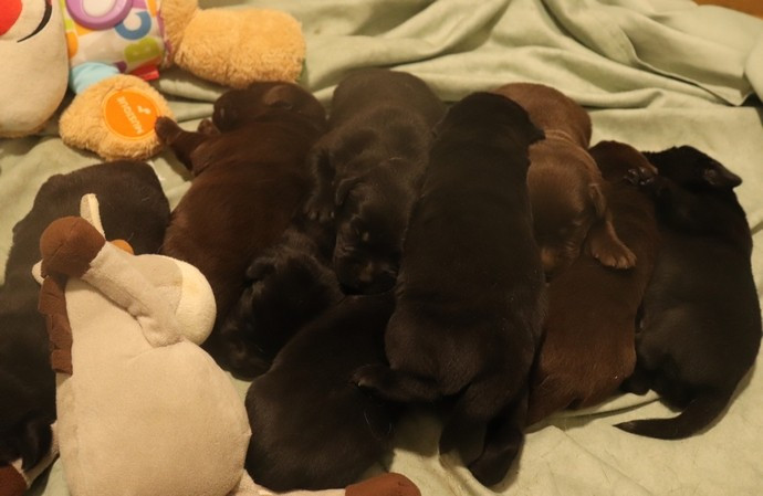 living links - Chiots disponibles - Labrador Retriever