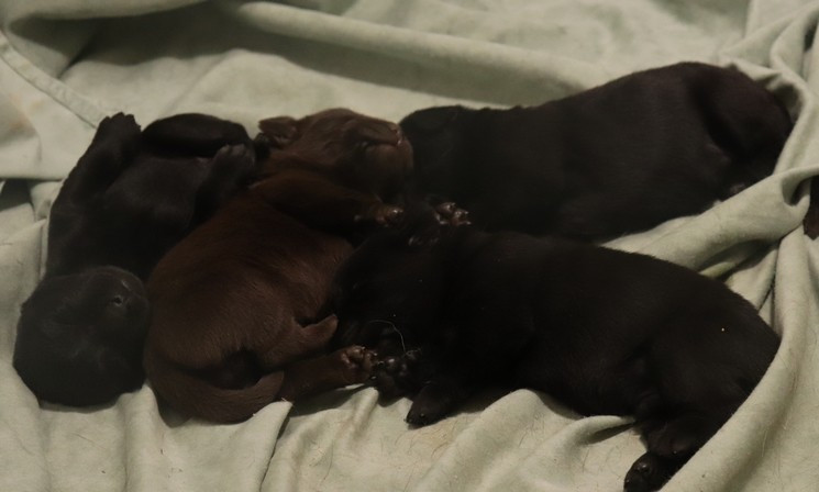 living links - Chiots disponibles - Labrador Retriever