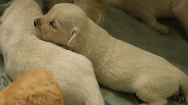 living links - Chiots disponibles - Golden Retriever