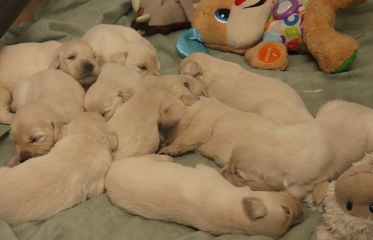 living links - Chiots disponibles - Golden Retriever