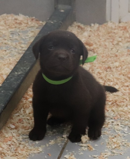 living links - Labrador Retriever - Portée née le 15/04/2026