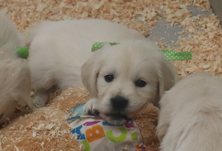 living links - Chiots disponibles - Golden Retriever