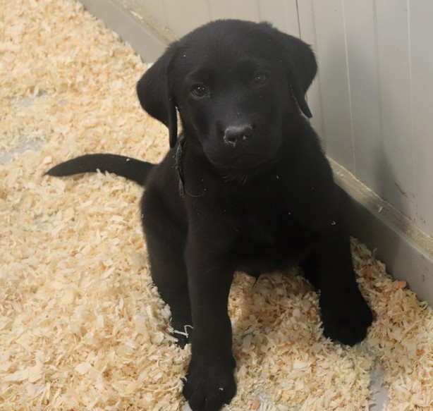 living links - Chiots disponibles - Labrador Retriever