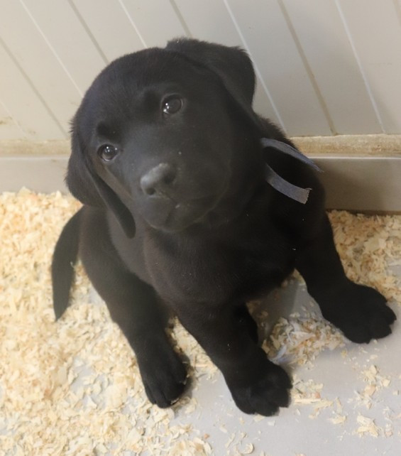 living links - Chiots disponibles - Labrador Retriever