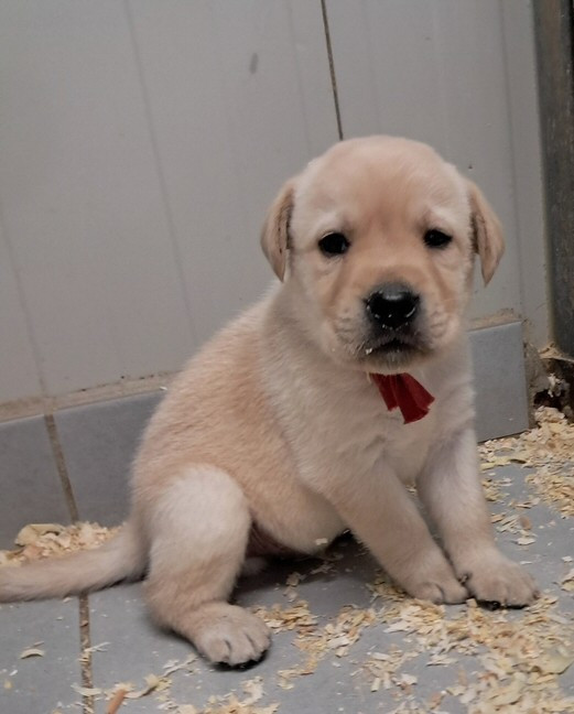 living links - Chiots disponibles - Labrador Retriever