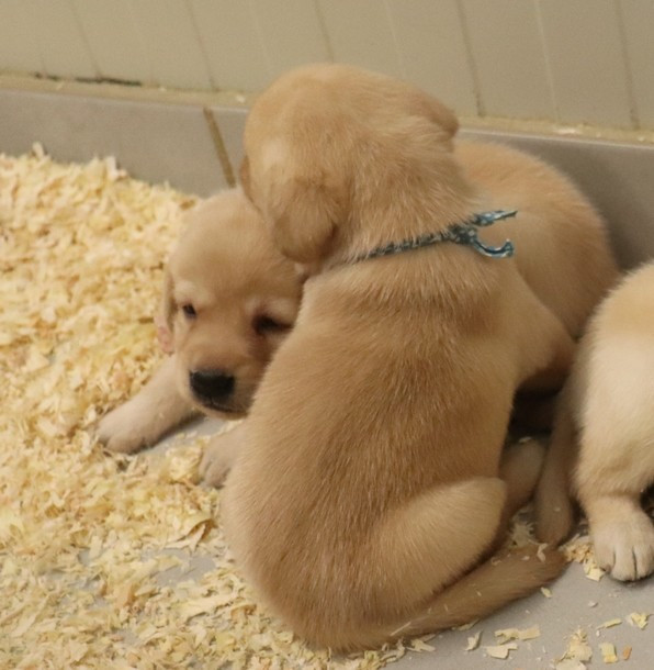 living links - Chiots disponibles - Labrador Retriever