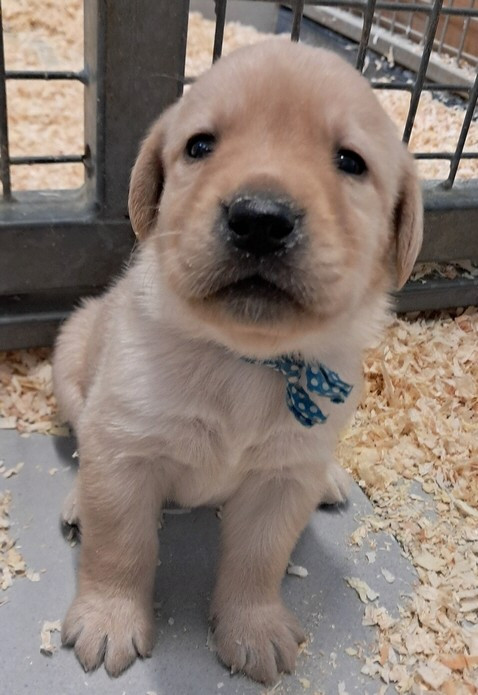 living links - Chiots disponibles - Labrador Retriever