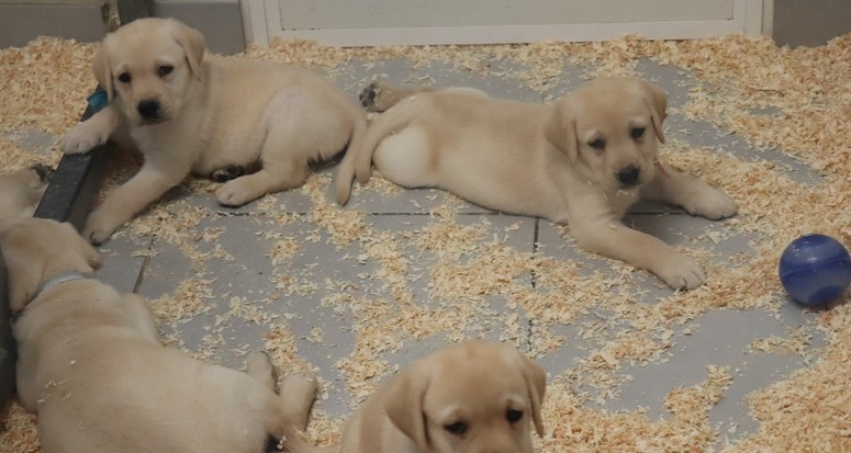living links - Labrador Retriever - Portée née le 15/05/2026