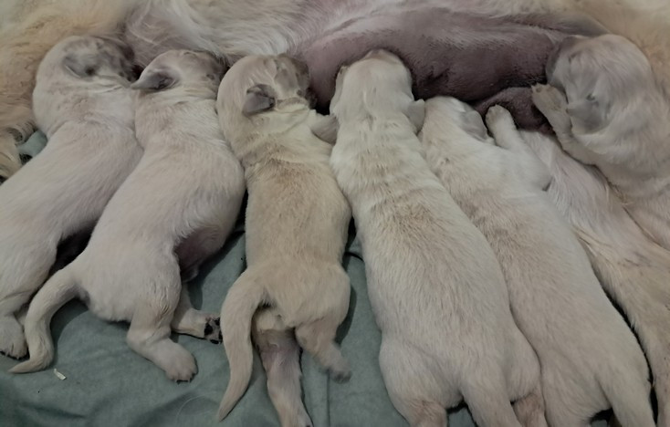 living links - Chiots disponibles - Golden Retriever