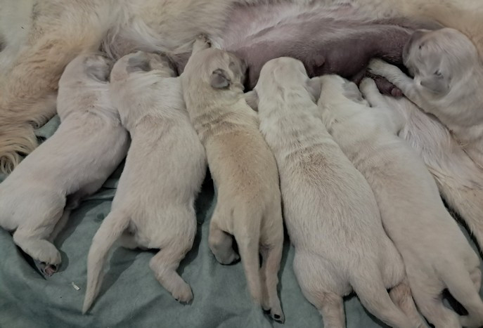 living links - Chiots disponibles - Golden Retriever