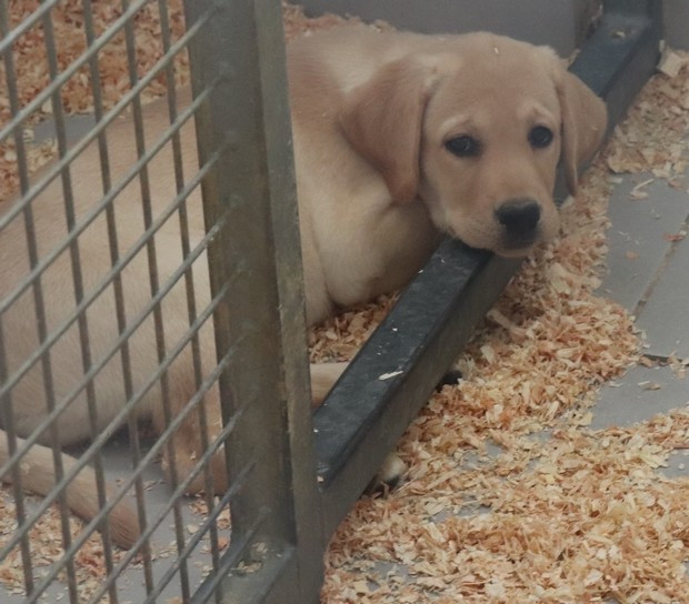 living links - Chiots disponibles - Labrador Retriever