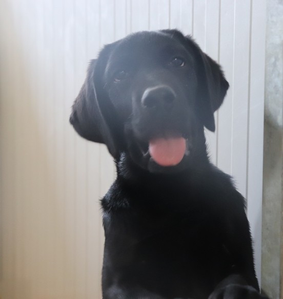 living links - Chiots disponibles - Labrador Retriever
