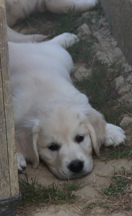 living links - Chiots disponibles - Golden Retriever