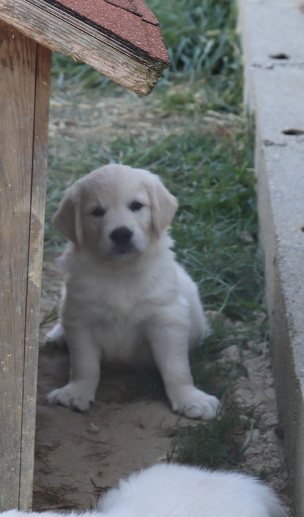 living links - Chiots disponibles - Golden Retriever