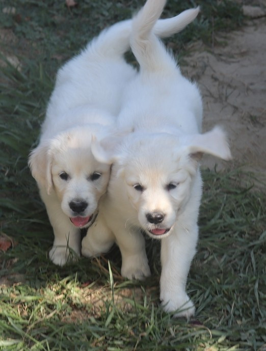 living links - Chiots disponibles - Golden Retriever