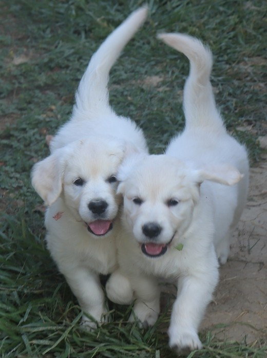 living links - Chiots disponibles - Golden Retriever