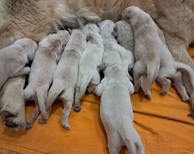 living links - Chiots disponibles - Golden Retriever