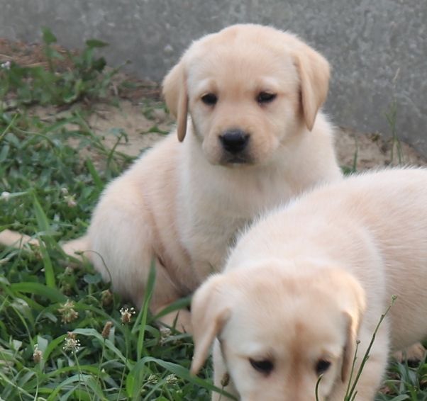 living links - Chiots disponibles - Labrador Retriever
