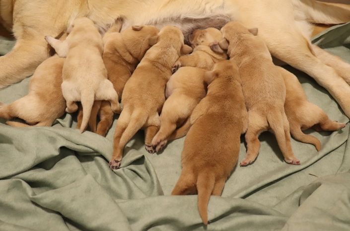 living links - Chiots disponibles - Labrador Retriever