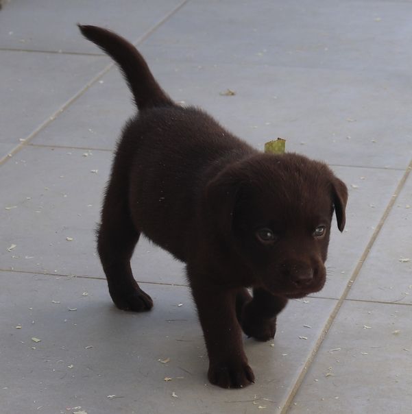 living links - Chiots disponibles - Labrador Retriever