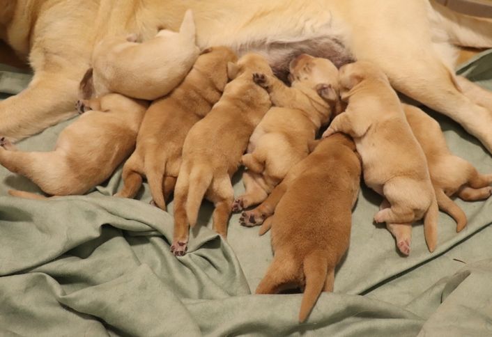 living links - Chiots disponibles - Labrador Retriever