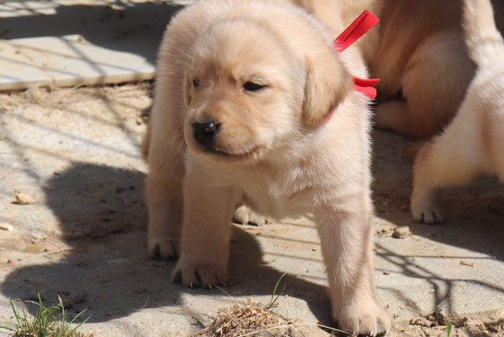 living links - Chiots disponibles - Labrador Retriever