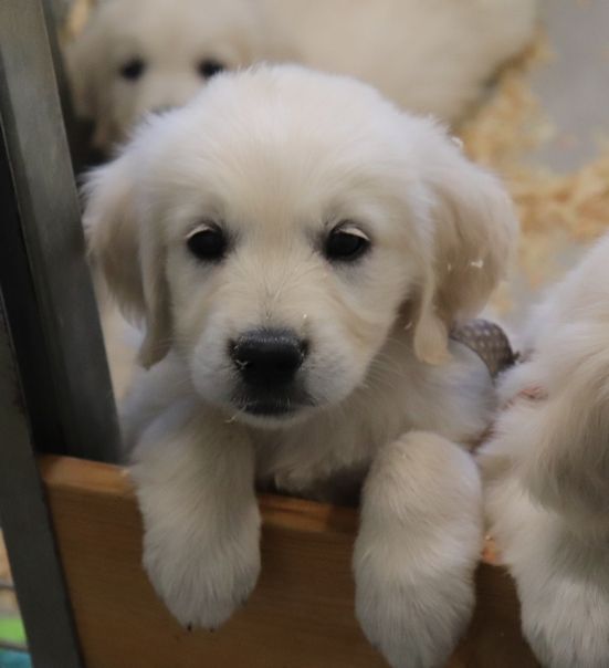living links - Chiots disponibles - Golden Retriever