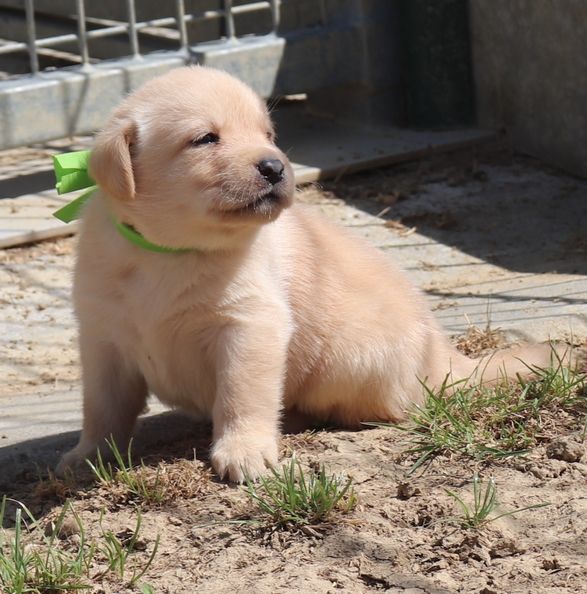 living links - Chiots disponibles - Labrador Retriever