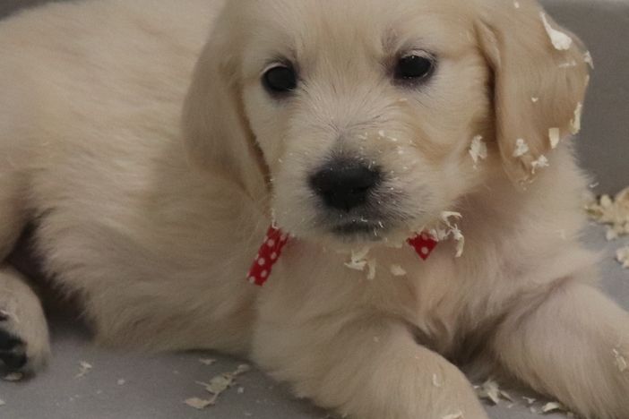 living links - Chiots disponibles - Golden Retriever