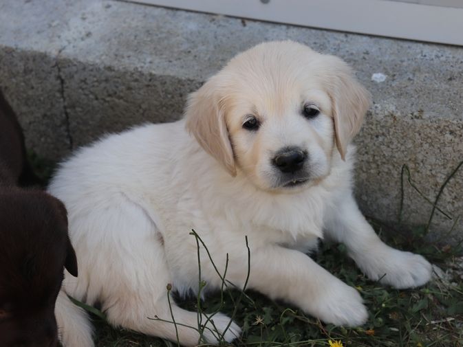 living links - Chiots disponibles - Golden Retriever