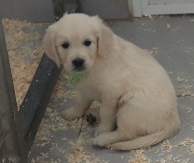 living links - Chiots disponibles - Golden Retriever