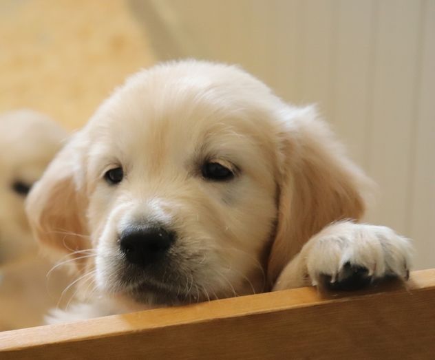 living links - Chiots disponibles - Golden Retriever