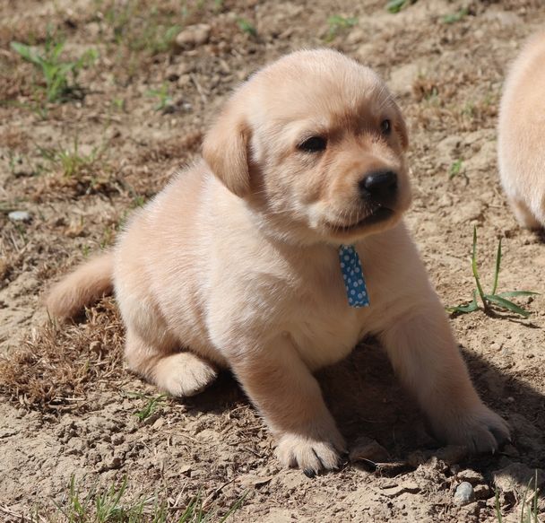 living links - Chiots disponibles - Labrador Retriever